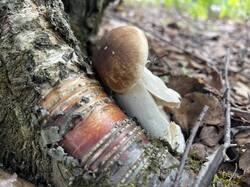 IMG_2117.jpeg