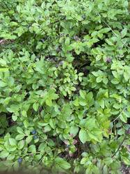 IMG_2123.jpeg