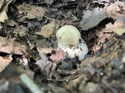 IMG_2135.jpeg