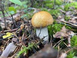 IMG_2149.jpeg