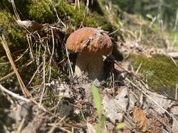 IMG_2154.jpeg