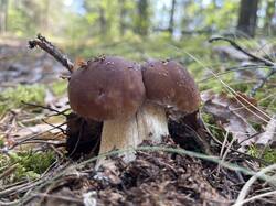 IMG_2159.jpeg