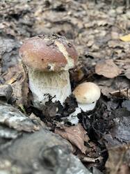 IMG_2161.jpeg