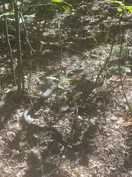 IMG_2164.jpeg