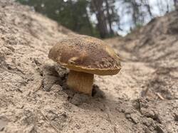 IMG_2167.jpeg