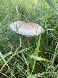 IMG_2169.jpeg