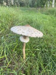 IMG_2170.jpeg