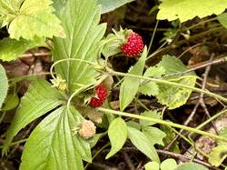 IMG_2403.jpeg