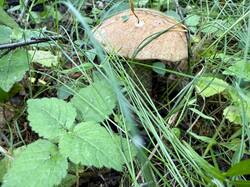 IMG_2404.jpeg