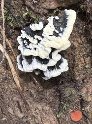 IMG_3557.jpeg
