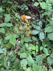 IMG_3561.jpeg