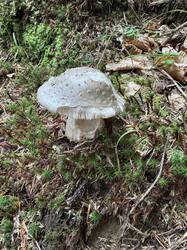 IMG_3566.jpeg