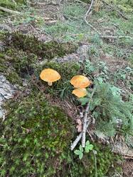 IMG_3588.jpeg