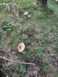 IMG_3596.jpeg