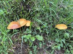 IMG_3600.jpeg