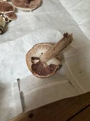 IMG_3621.jpeg