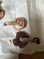 IMG_3624.jpeg