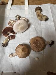 IMG_3628.jpeg