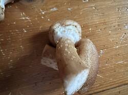 IMG_3654.jpeg