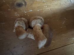 IMG_3655.jpeg