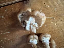 IMG_3657.jpeg