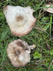 IMG_3670.jpeg