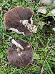 IMG_3671.jpeg