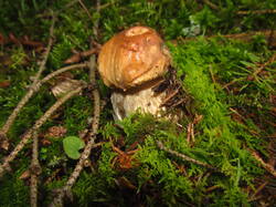 IMG_4487.thumb.JPG.e3aeb01fcabbdd24ec1e8cf508b9cb9e.JPG