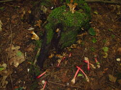 IMG_4510.thumb.JPG.34cec000cc79ae14fc343c078b85b01f.JPG