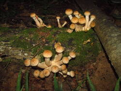 IMG_4529.thumb.JPG.00b8a33df47ab8079e1db63aa5ccda6f.JPG