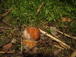 IMG_4538.thumb.JPG.73d29efe2ba9322bf23ee1d85c1ac04c.JPG