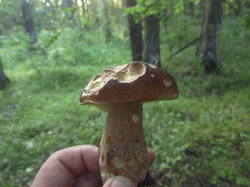 IMG_4674.thumb.JPG.3d64126d8b3b03f478b5f7bb8e39fbc2.JPG