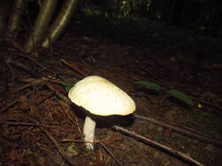IMG_4710.thumb.JPG.300b6ecb7cd0a481294b3b5b95c9abce.JPG