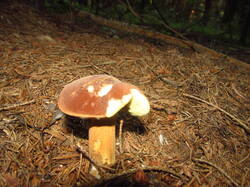 IMG_4713.thumb.JPG.bb8020c08b1ec589f4f25308cf7a567c.JPG