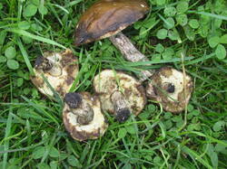 IMG_4718.thumb.JPG.30b41be71935509ac3d911aa1b7bad0f.JPG