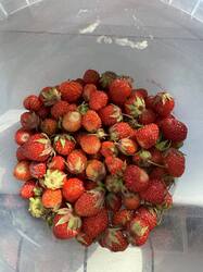 IMG_7101.jpeg