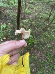 IMG_7295.jpeg
