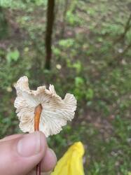 IMG_7296.jpeg