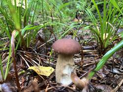 IMG_7789.thumb.JPEG.dbbeede3d7a26cdeb605167c1d0c129a.JPEG
