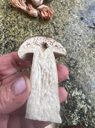 IMG_7872.thumb.JPEG.ad79c2219a3af7240008581f8b86fd6c.JPEG