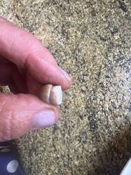 IMG_7887.thumb.JPEG.07f8b95c2ae376642859ecefb9fc25a2.JPEG