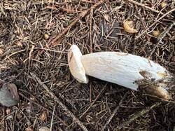 IMG_7899.thumb.JPEG.f528c655d72ab1558f02b268e347a5a7.JPEG