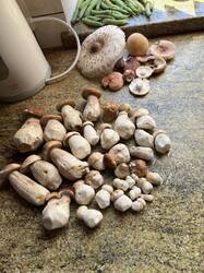IMG_7941.thumb.JPEG.2d888b26c941f1223509663f6e5508ae.JPEG