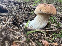 IMG_7954.thumb.JPEG.15823712162c539e77aee015376cd5e2.JPEG