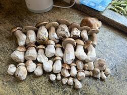 IMG_7975.thumb.JPEG.4a5aaab759162af2cdeed2be93d7f930.JPEG