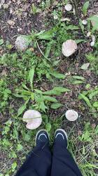 IMG_8411.jpeg