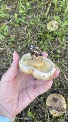 IMG_8446.jpeg
