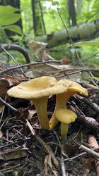 IMG_8482.jpeg