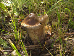 IMG_9691.thumb.jpg.9c95852acdbcaac7fe98aa59e2284c5b.jpg