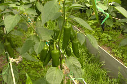 IMG_9747.thumb.jpg.3bcc2dcdc5ad4bb0e51cc762a78afa54.jpg